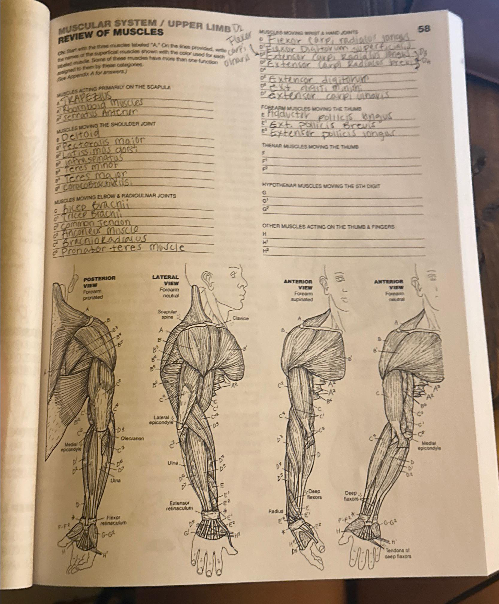 Solved Muscular System/upper Limb Review Of Muscles | Chegg.com