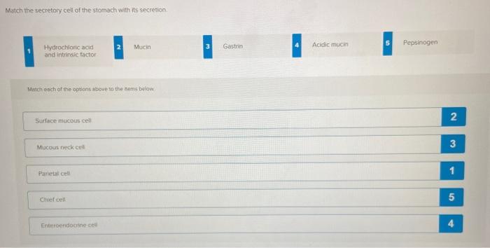Solved Match the secretory cell of the stomach with its | Chegg.com