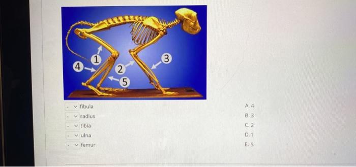 1 3 4 2 5 fibula A4 radius tibia B. 3 C. 2 D.1 una femur E. 5