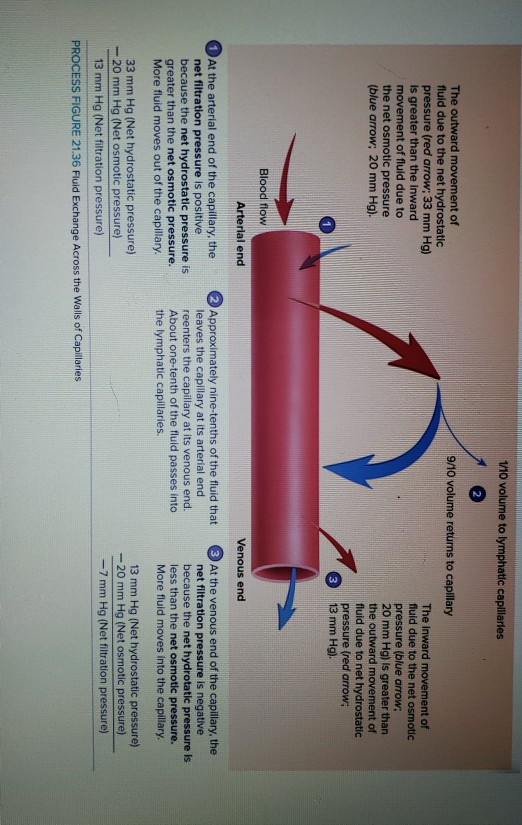 Solved 9. Which end of the capillary does fluid diffuse