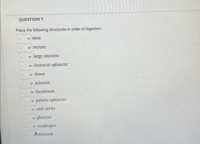 Place the following structures in order of digestion.
anus
rectum
large intestine
ileocecal sphincter
ileum
jejunum
duodenum