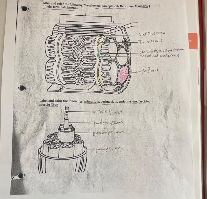 Solved Label And Color The Following Sarcolemma Chegg Com