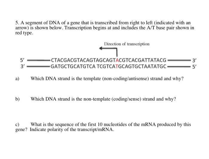 Solved 5. A segment of DNA of a gene that is transcribed | Chegg.com