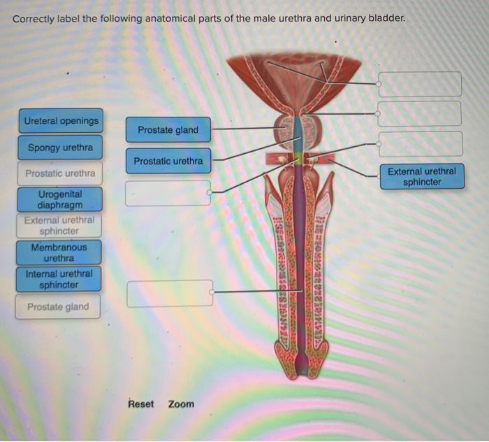 Solved Correctly label the following anatomical parts of the | Chegg.com