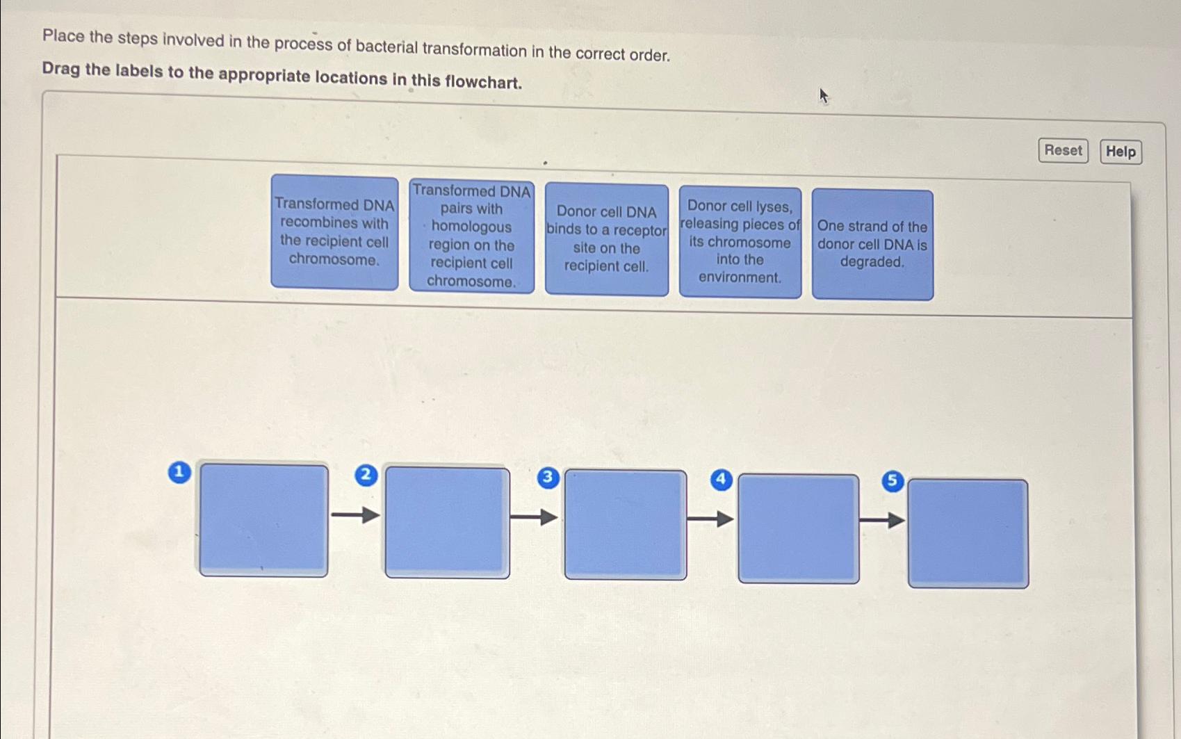 Solved Place the steps involved in the process of bacterial | Chegg.com