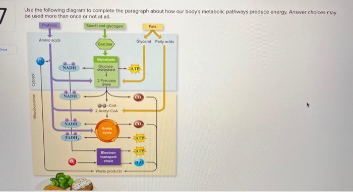 Solved 7 Use the following diagram to complete the paragraph | Chegg.com