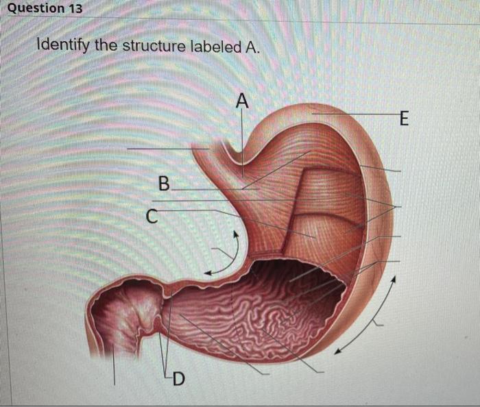 Solved Question 13 Identify the structure labeled A. B. C D | Chegg.com