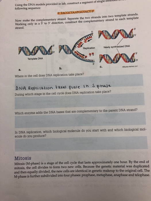 dna models provided in lab construct