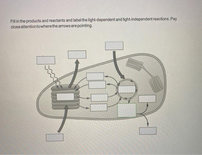 solved-fill-in-the-products-and-reactants-and-label-the-chegg