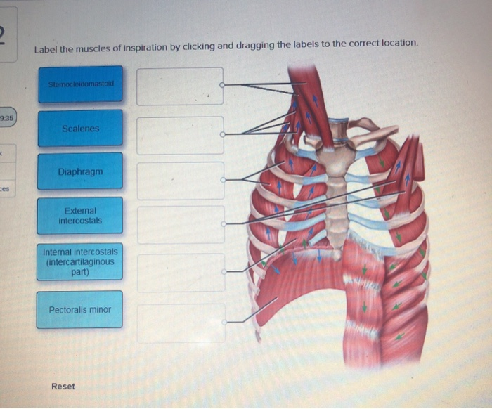 Solved Label the muscles of inspiration by clicking and