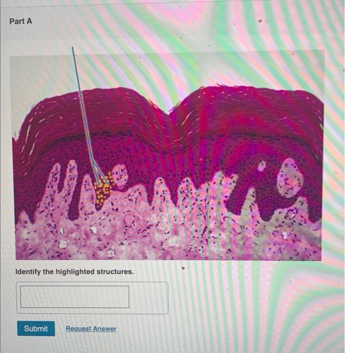 Solved Identify the highlighted structures. | Chegg.com