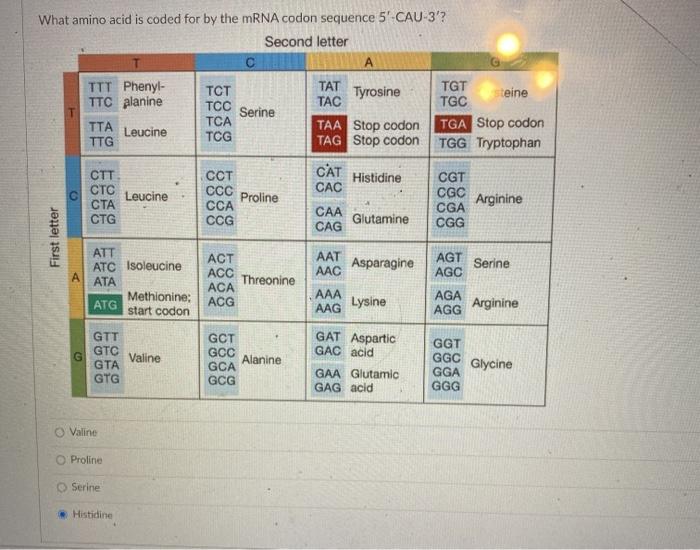 Solved What amino acid is coded for by the mRNA codon | Chegg.com