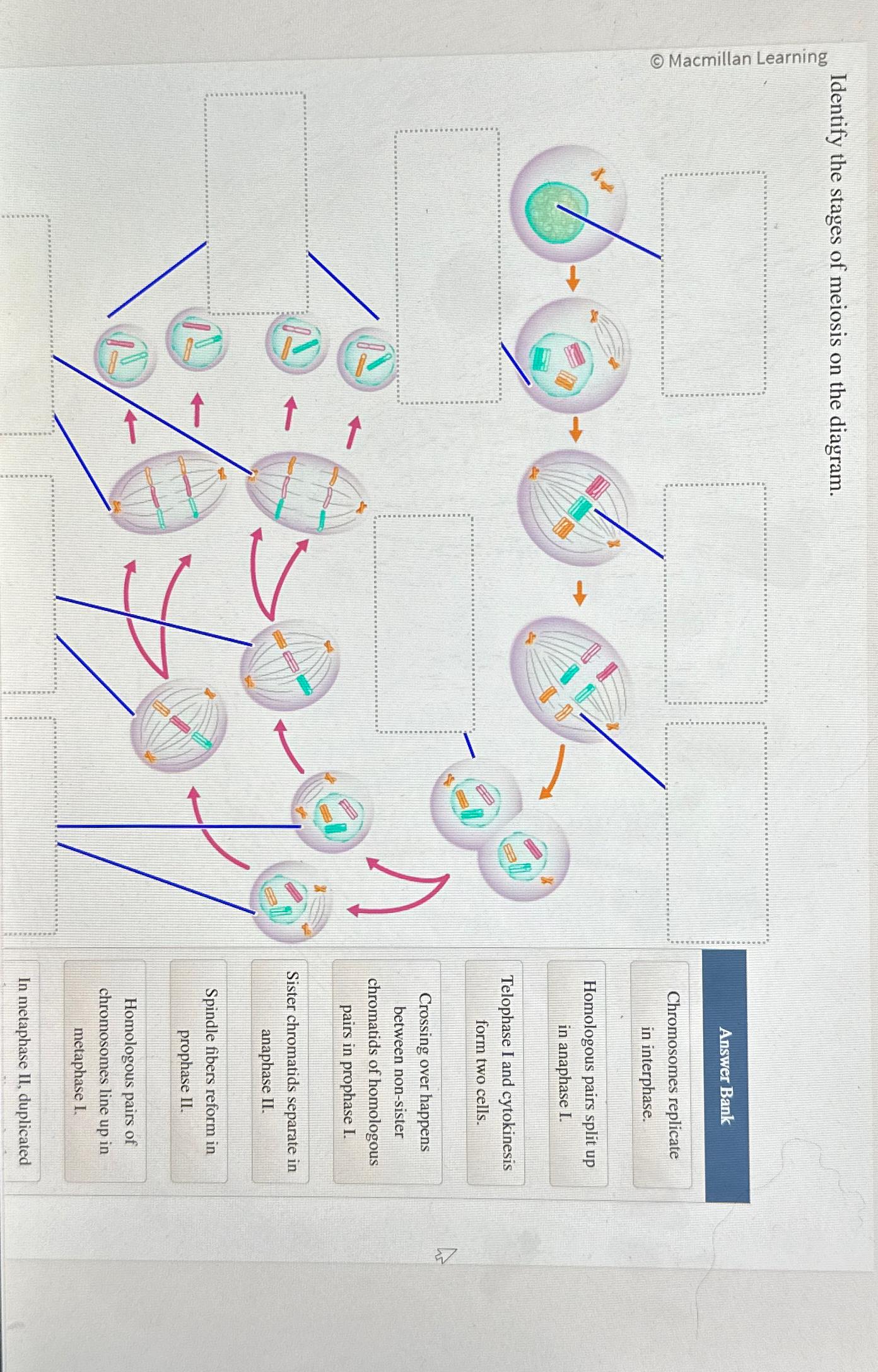 Solved Identify the stages of meiosis on the diagram.Answer | Chegg.com