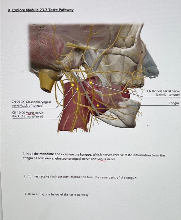 D. Explore Module 23.7 Taste Pathway
CN 09 (IX) Glossopharyngeal
nerve (back of tongue)
CN 10 00 vagus nerve
(back of tongue/