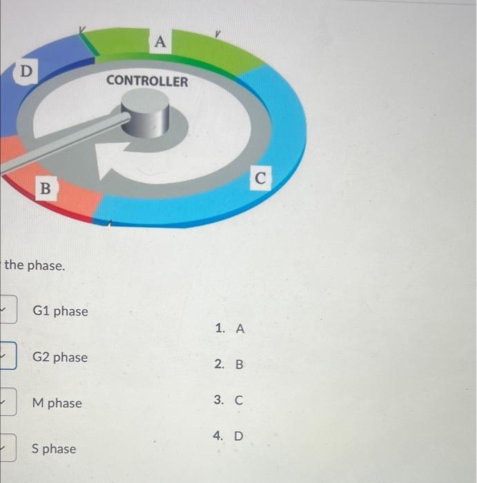 Solved the phase. G1 phase G2 phase M phase Sphase Identify Biology Diagrams