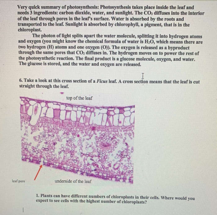 Solved Very quick summary of photosynthesis Photosynthesis