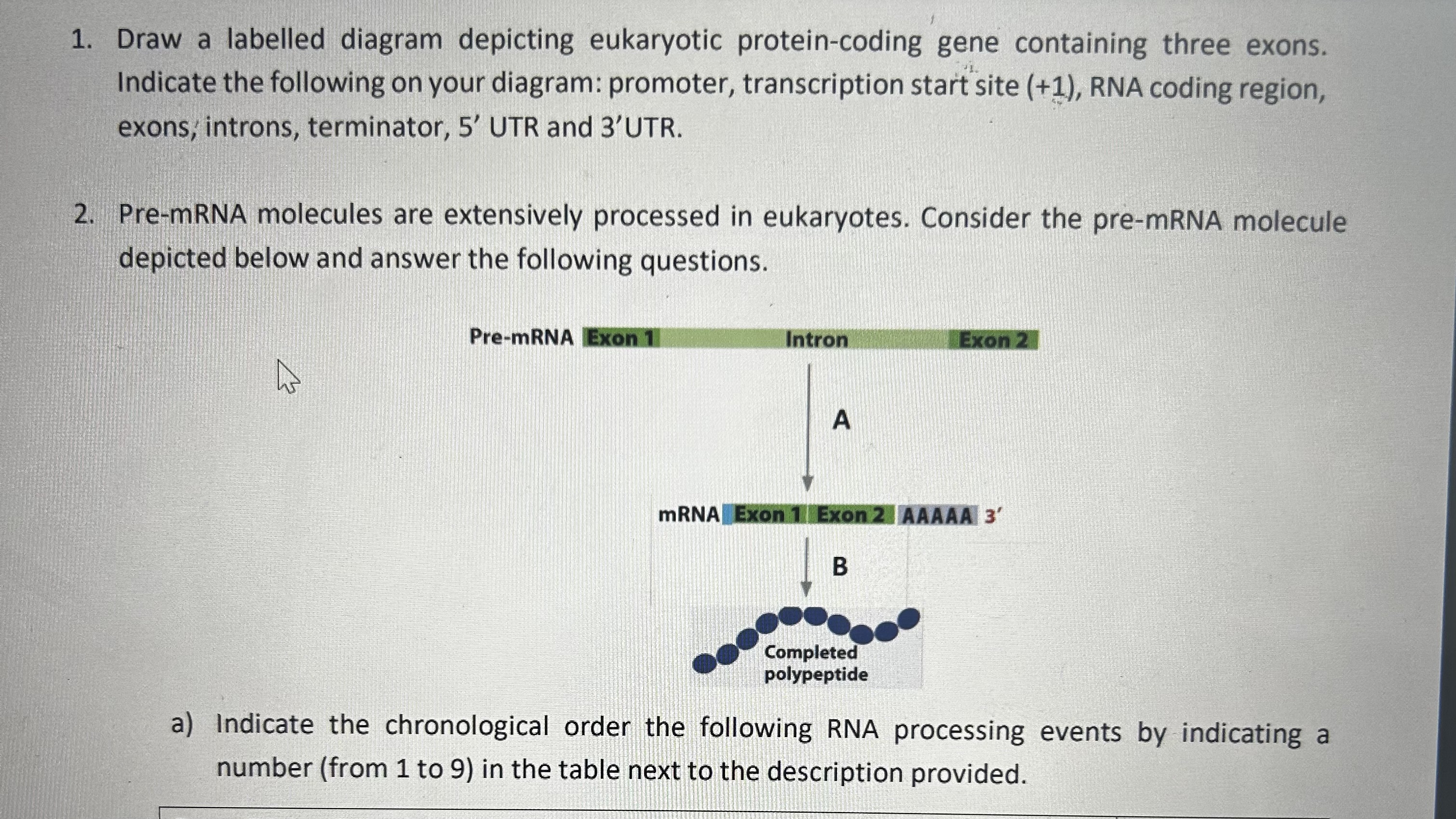 Solved Draw a labelled diagram depicting eukaryotic | Chegg.com
