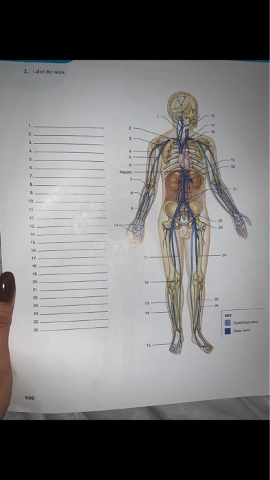 Solved Label The Veins Hepatic Chegg Com