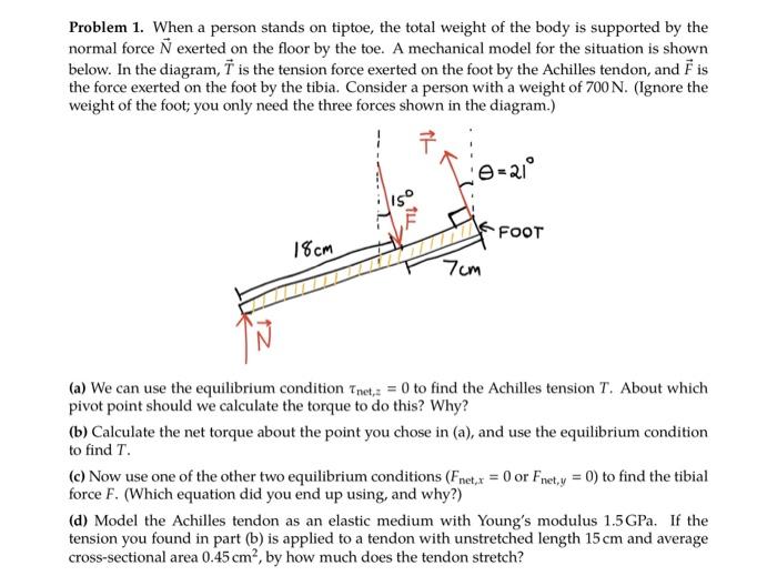 Solved Problem 1. When a person stands on tiptoe, the total | Chegg.com