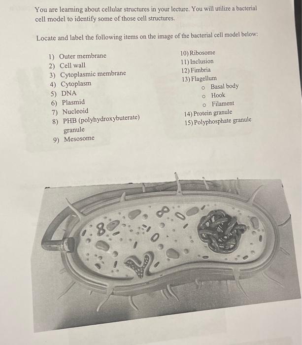 You are learning about cellular structures in your lecture. You will utilize a bacterial cell model to identify some of those