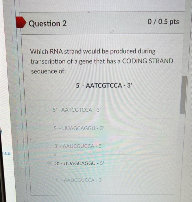 Solved Which RNA strand would be produced during | Chegg.com