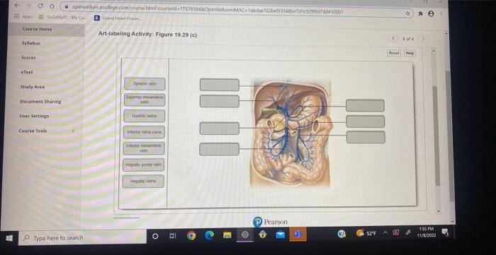 Solved Art-labeling Activity: Figure 10.29 (c) | Chegg.com