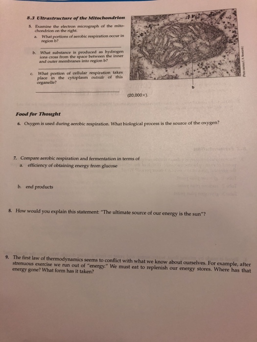 8 3 Ultrastructure Of The Mitochondrion 5 Examine Chegg Com