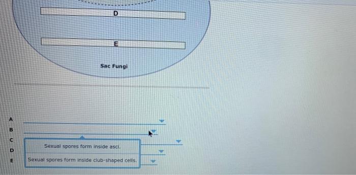 Solved 23 6 Digging Deeper Co 1 Sac And Club Fungi Sac Chegg Com