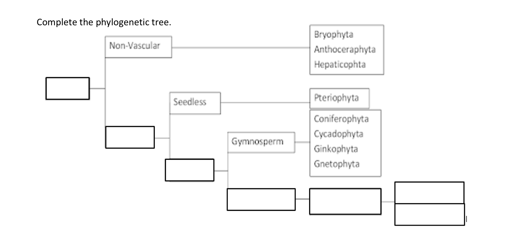 Solved Complete The Phylogenetic Tree. | Chegg.com