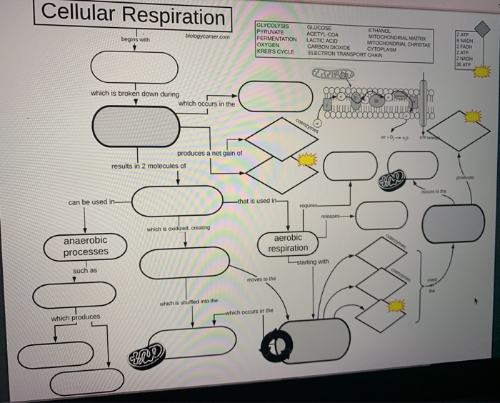 Cellular Respiration begins with