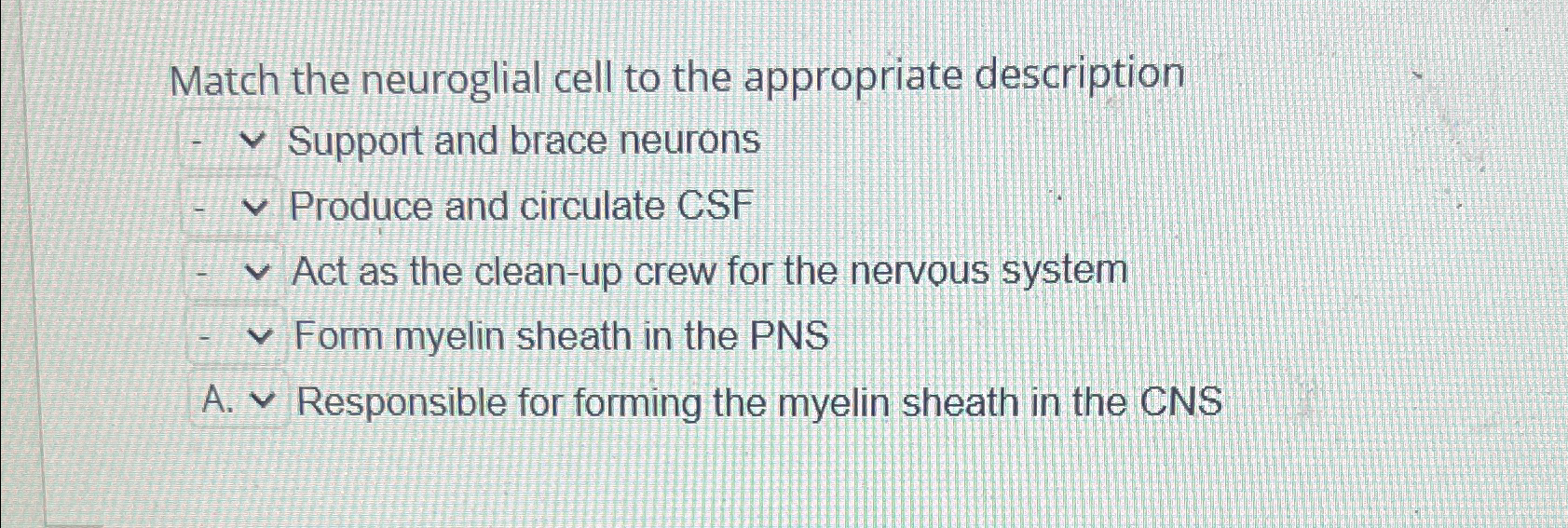 Solved Match the neuroglial cell to the appropriate | Chegg.com