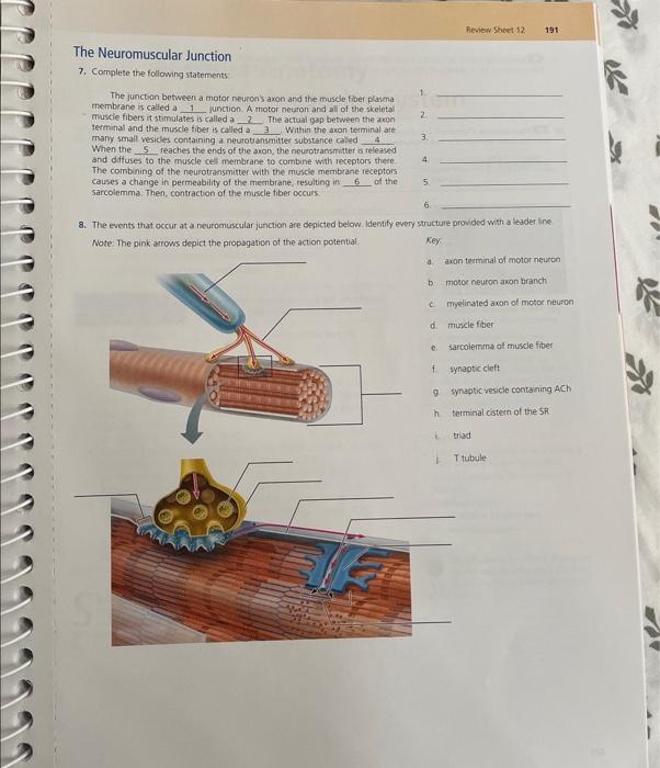 Solved The junction between a motor neuron's axon and the | Chegg.com