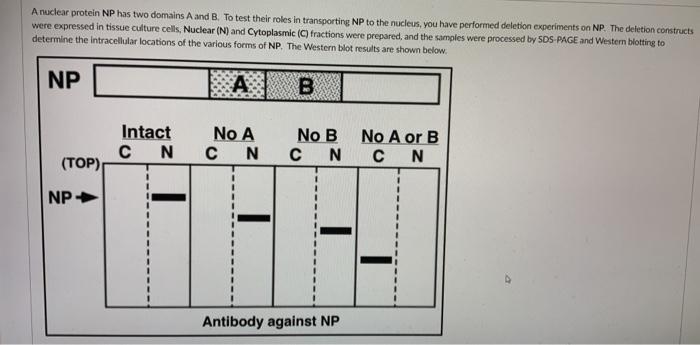 A nuclear protein NP has two domains A and B. To test their roles in transporting NP to the nucleus, you have performed delet
