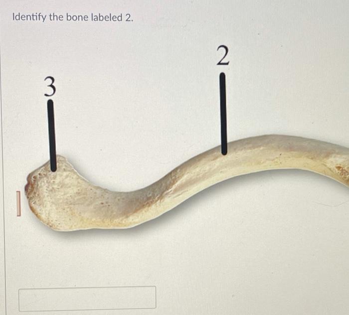 Solved Identify the bone labeled 2. 2 3 2 3 | Chegg.com