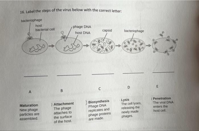 Solved 16. Label the steps of the virus below with the | Chegg.com