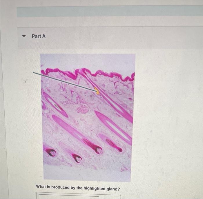 Solved Identify the highlighted layer. Part A EX What is | Chegg.com