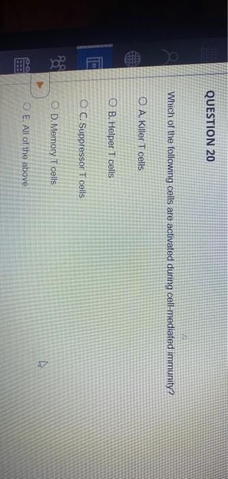 what are activated t cells called