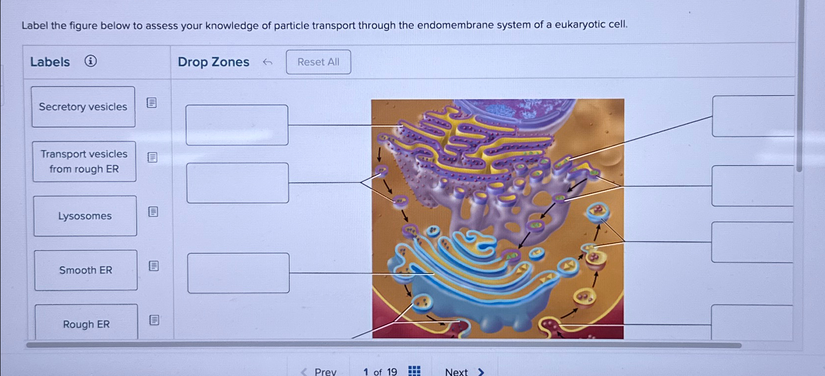 Solved Label The Figure Below To Assess Your Knowledge Of | Chegg.com