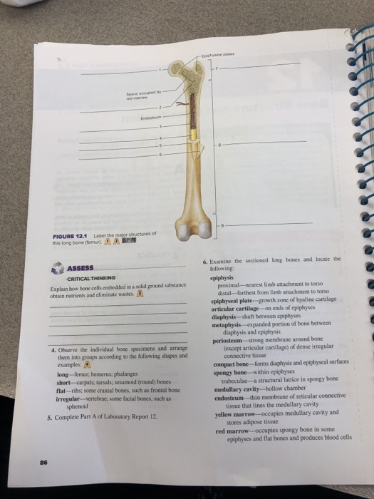 Solved Figure 12 1 Label The Major Structures This Long B Chegg Com