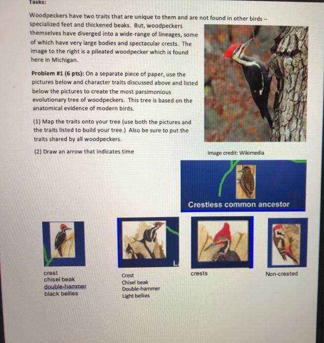 Solved purpose: Practice creating evolutionary trees Tasks: | Chegg.com