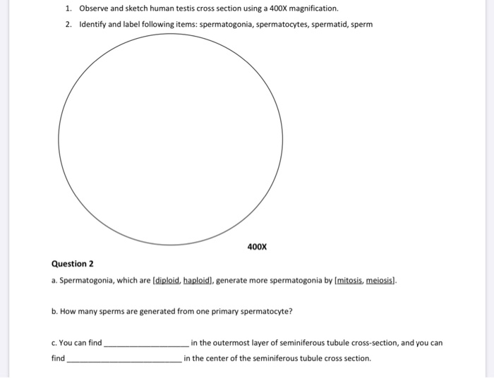 Solved 1. Observe and sketch human testis cross section | Chegg.com