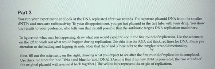 Solved I DNA Replication Activity Background You are working | Chegg.com