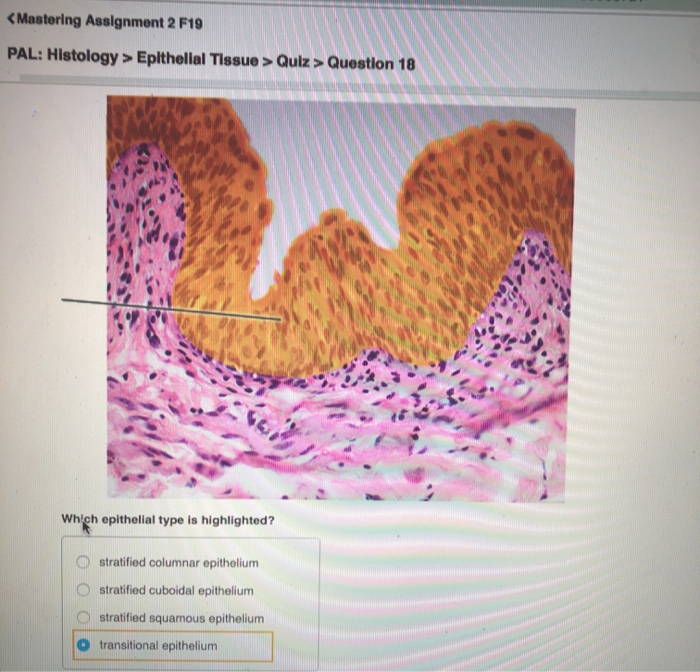 Histology epithelial tissue quiz