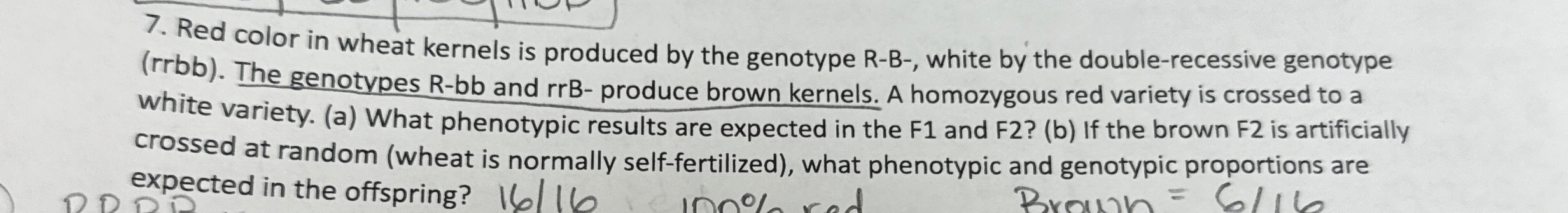 Solved Red color in wheat kernels is produced by the | Chegg.com