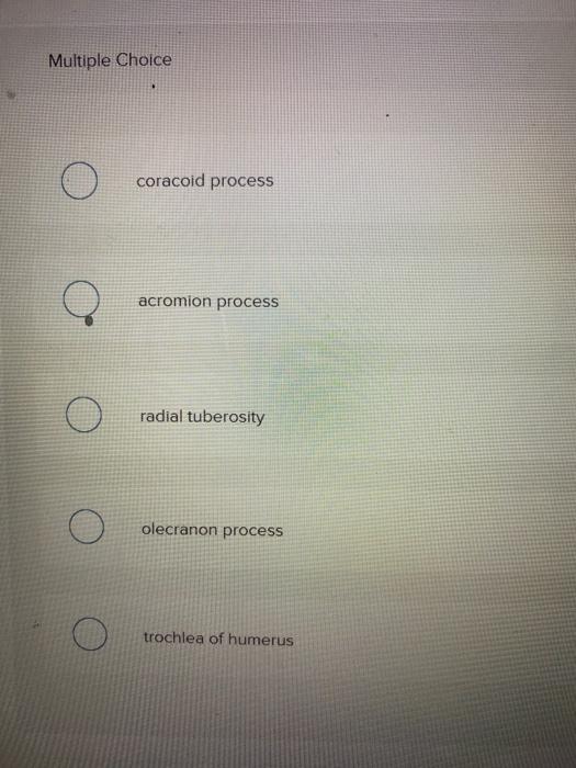 Solved What Is The Insertion Of The Highlighted Muscle? | Chegg.com