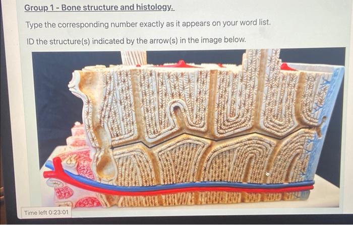 Solved Group 1 - Bone structure and histology. Type the | Chegg.com