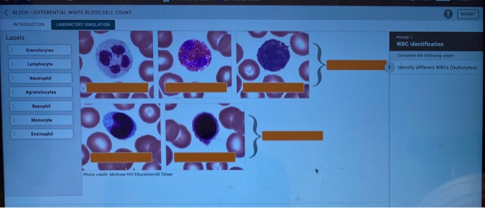 Blood Differential White Blood Cell Count Duomt In