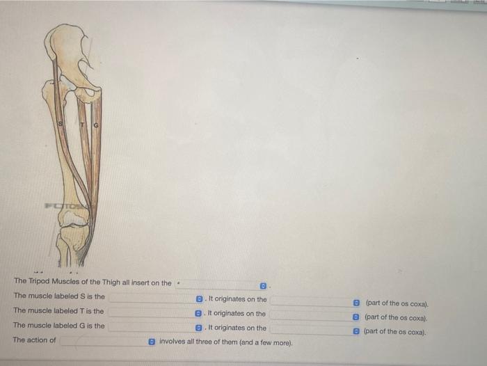 Solved TON The Tripod Muscles of the Thigh all Insert on the | Chegg.com