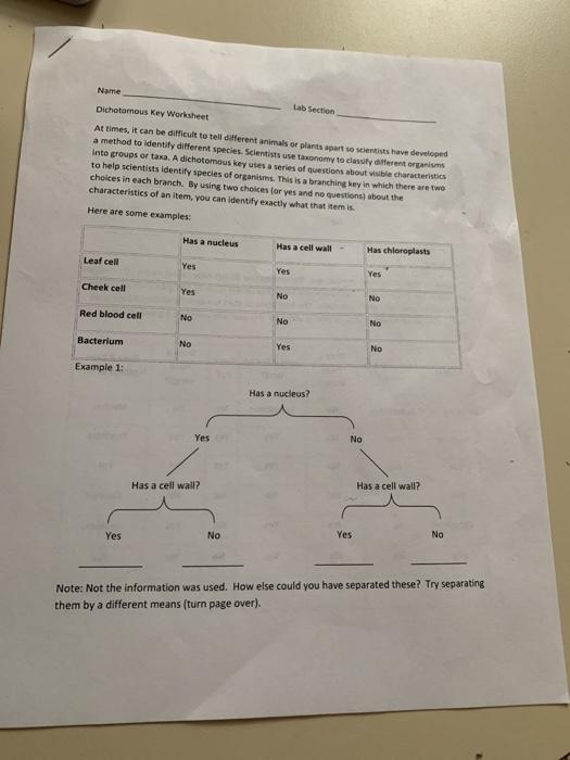 dichotomous key worksheet