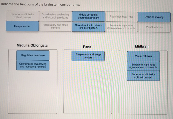 midbrain function